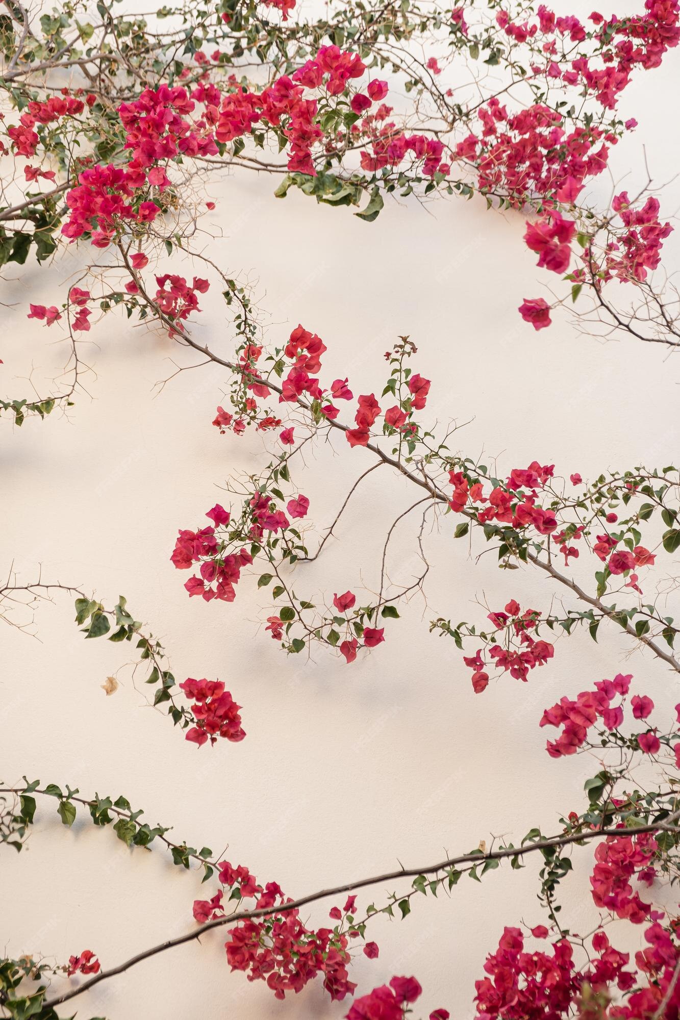 Premium Photo | Red flowers branch leaves on neutral beige concrete wall natural floral minimal background Premium Photo | Red flowers branch leaves on neutral beige concrete wall natural floral minimal background