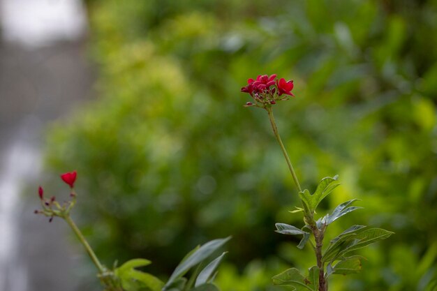 緑のぼやけた背景に赤い花の束小さな花びらの花