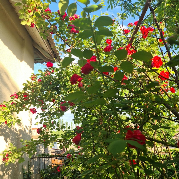 A red flowers on a bush