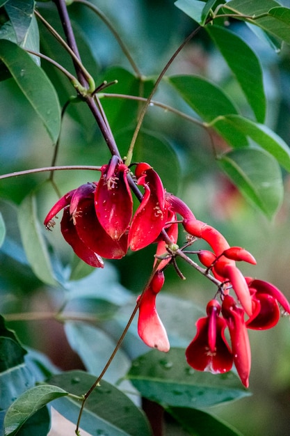 Red flowers of a ceibo Argentine national flower