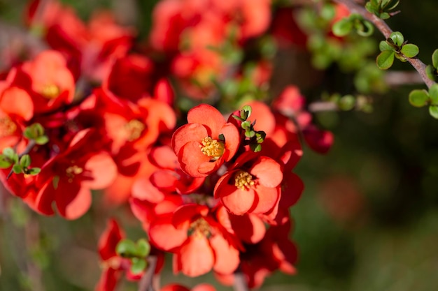 Chaenomeles x superba의 은 꽃은 정원에서의 가지에 선택적인 초점을 맞추는 아름다운 봄 여름 꽃과 함께 은 색의 꽃을 배경으로합니다.