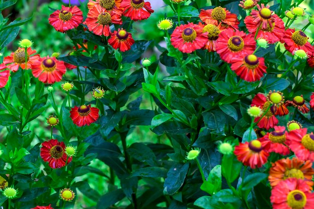 Red flowers closeup in the garden