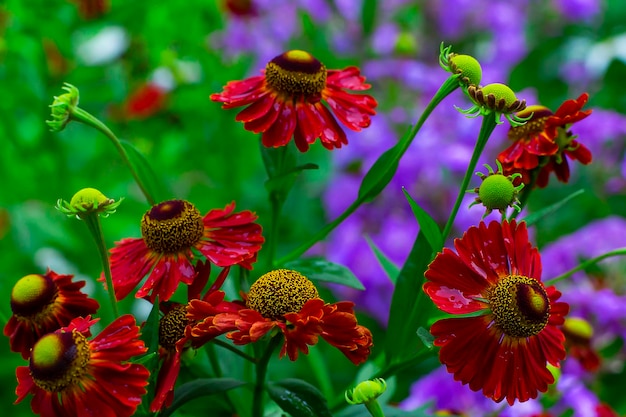 Red flowers closeup in the garden