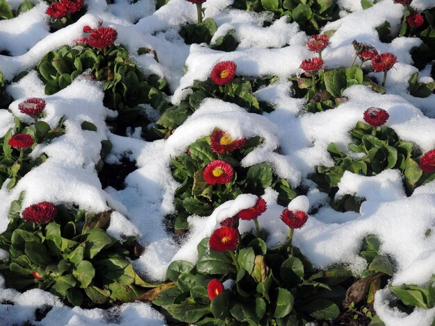 Red flowers covered with snow