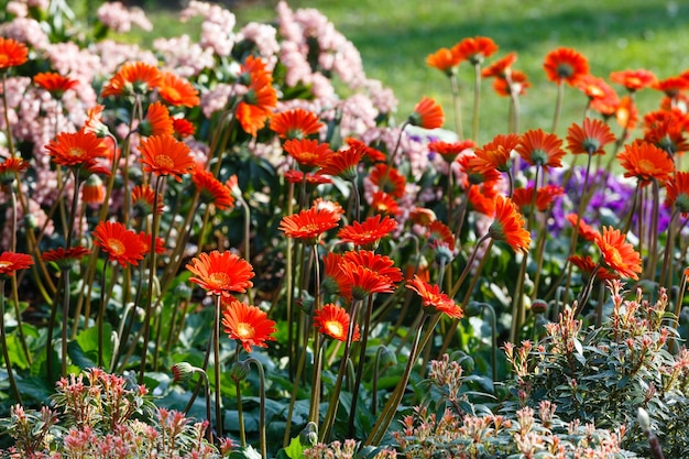 春の花壇のクローズアップに赤い花