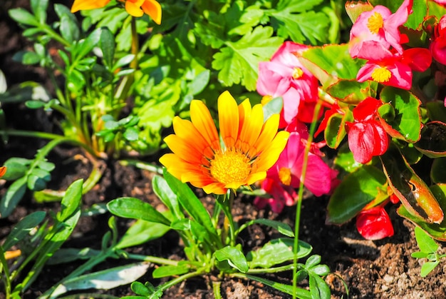 Red flowers in the flowerbeds of St Petersburg