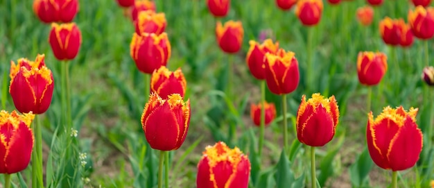 Red flowers of fresh holland tulips in spring nature