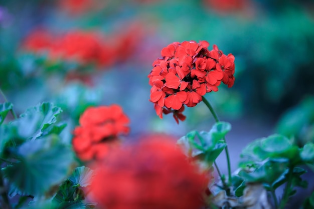 Red flowers in the garden