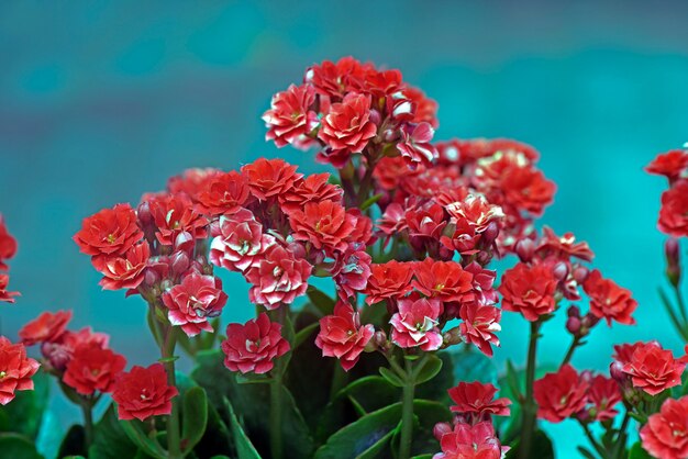 Red flowers in the garden