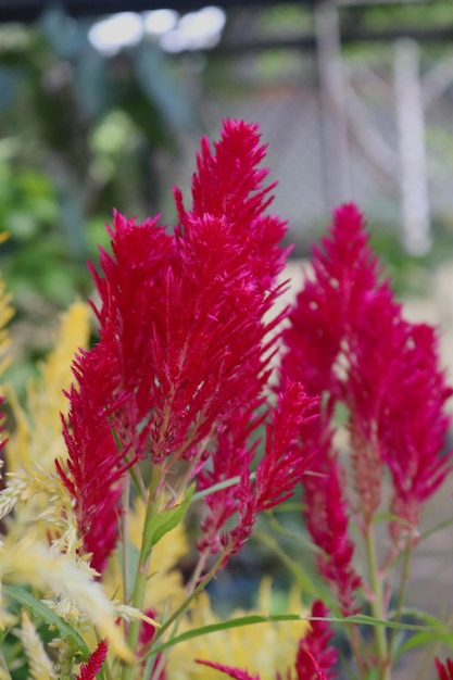 Foto fiori rossi in un giardino