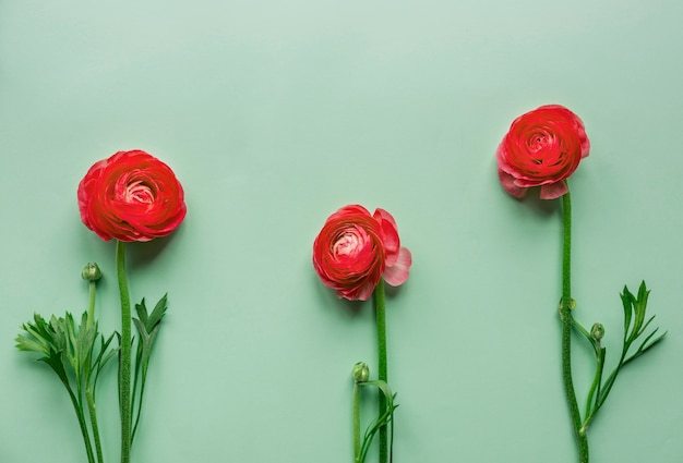 Red flowers on green background