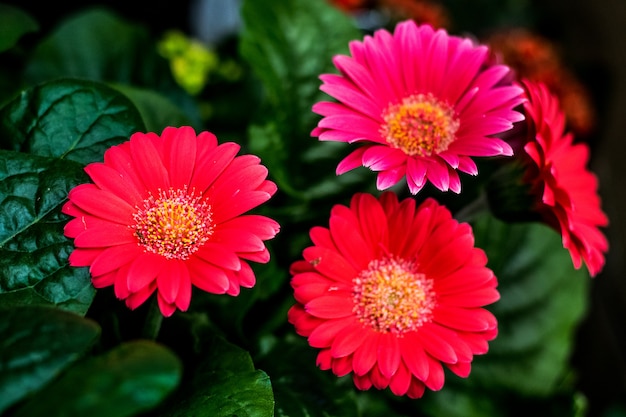 Red flowers on green background