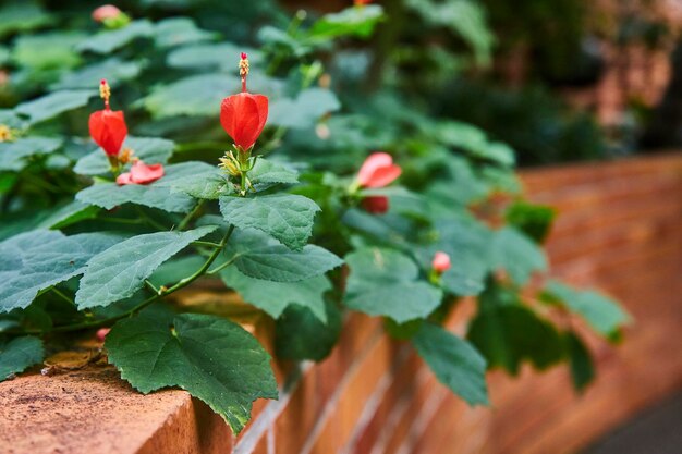 Photo red flowers and green foliage on brick ledge shallow depth field