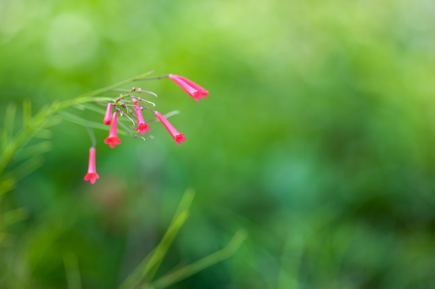 緑の自然の赤い花、最初の春の花。