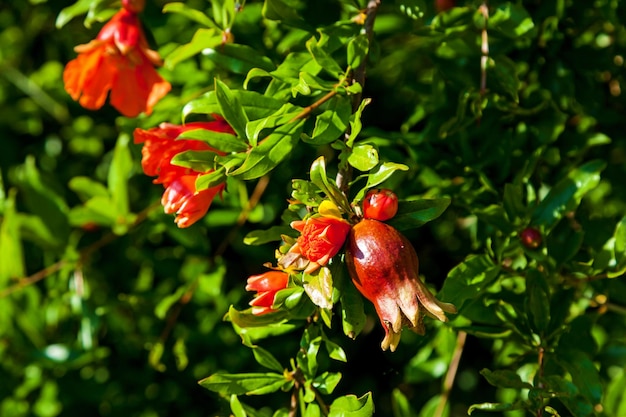 Red flowers grenade