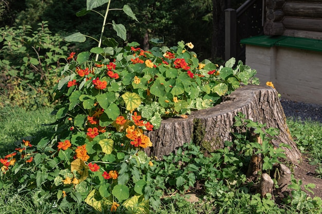 Фото Красные цветы растут из старого деревянного пня. пень используют как декоративный цветочный горшок в солнечный летний день на зеленом лугу.