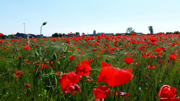 Red flowers growing in field