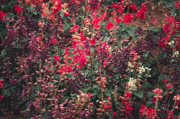 Foto fiori rossi che crescono sul campo