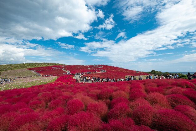 写真 空に向かって建物でフィールドで成長する赤い花