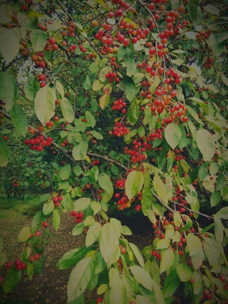 Red flowers growing on tree