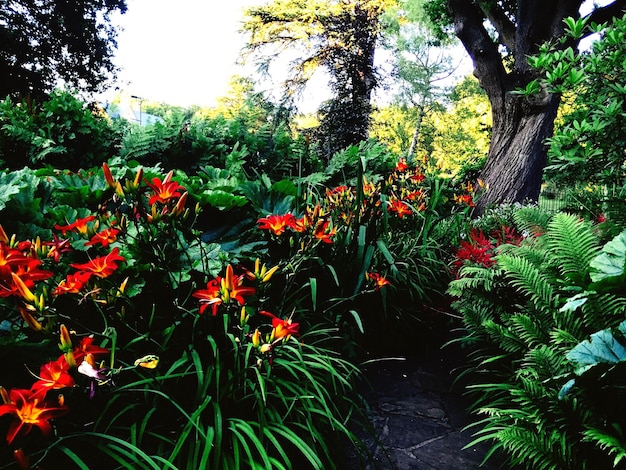 Foto fiori rossi che crescono sull'albero