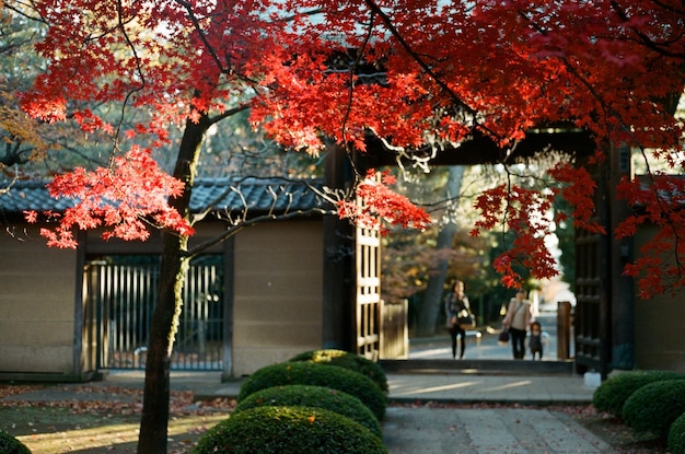 Red flowers growing on tree