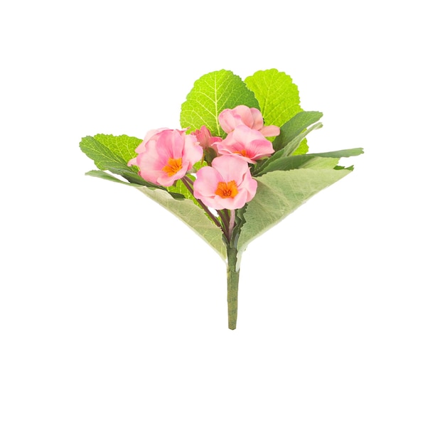 red flowers isolated on white background.