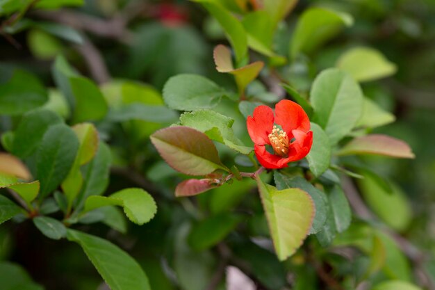 일본 개화의 붉은 꽃 Quince Chaenomeles x superba