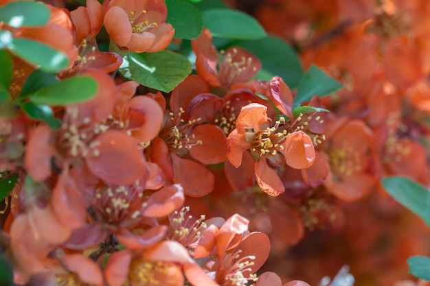 red flowers of japanese quince flowering in garden in springtime closeup ornamental plant