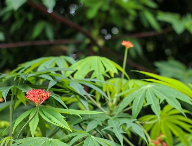 red flowers among the leaves