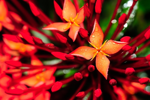 Red flowers macro shot