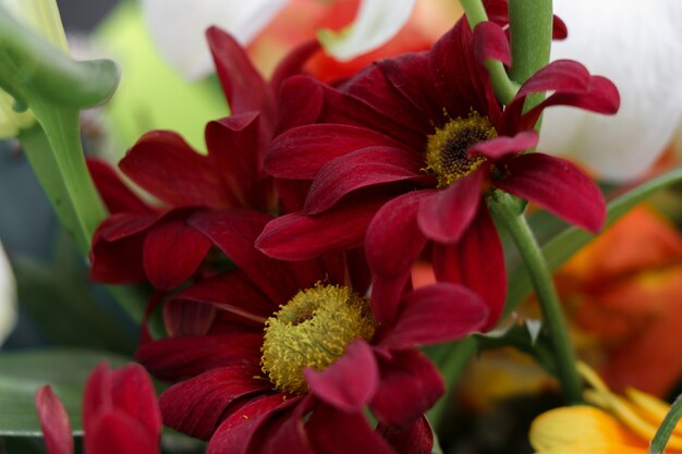 Red flowers macro view