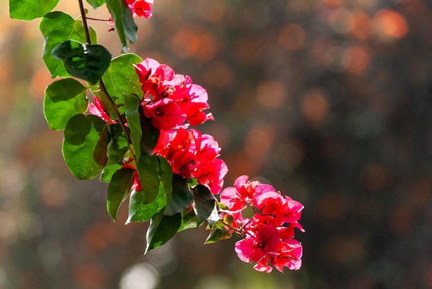 Red flowers in the Majorelle garden in Marrakech Morocco