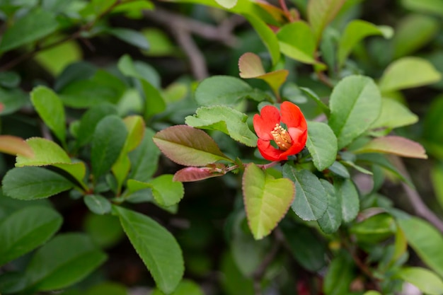 日本の花カリンの赤い花 chaenomeles x superba