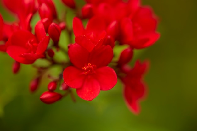 Red flowers in the outdoor garden