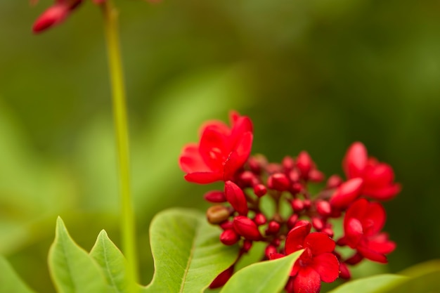 Red flowers in the outdoor garden