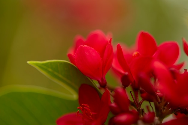 Red flowers in the outdoor garden