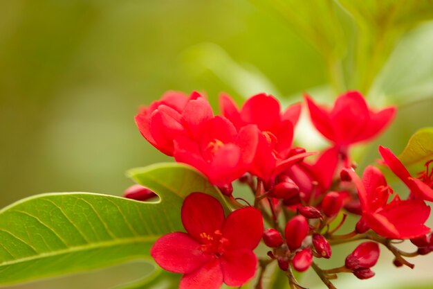 Red flowers in the outdoor garden