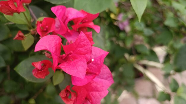 Red flowers photographed from the side with color in a garden with green leaves