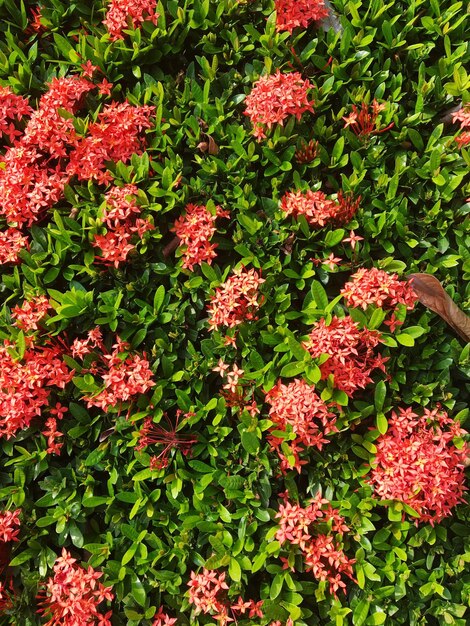 Photo red flowers and plants