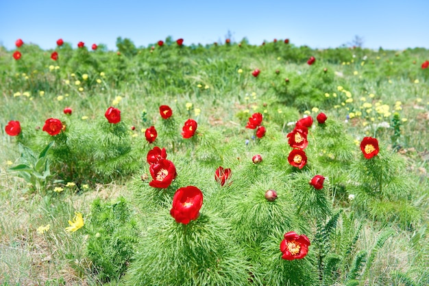 Red flowers poppies on field with green grass and blue sky