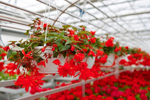 Red flowers in pots hanging in the greenhouse