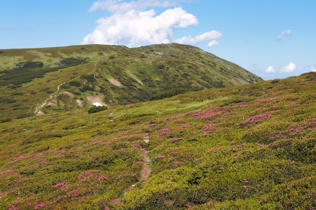 Red flowers on summer mountainside