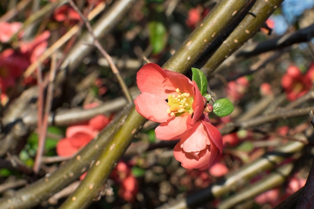 Красные цветы Superba весной