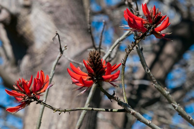 Red flowers in Sydney Watson Bay view