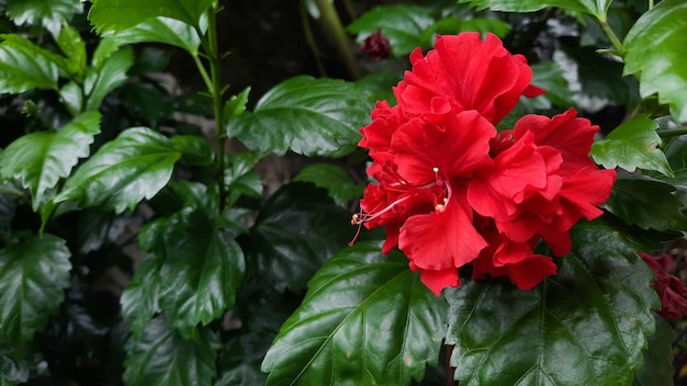 Red flowers that are blooming and blushing 02