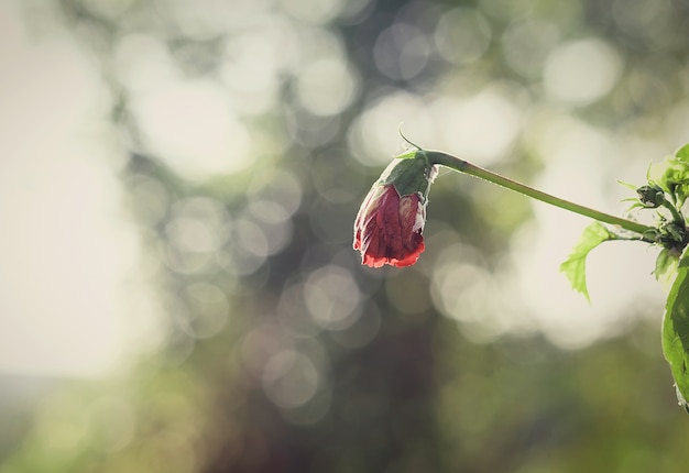 Red flowers that wither with background blur