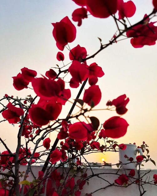 Photo a red flowers on a tree