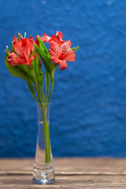 Red flowers on a trendy blue background with texture. Close-up with space for text.