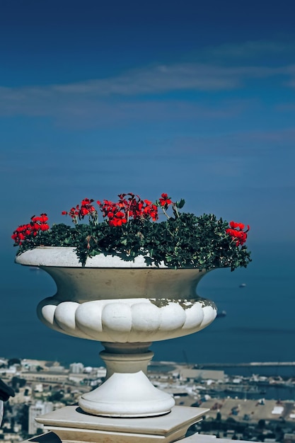 Photo red flowers in a vase